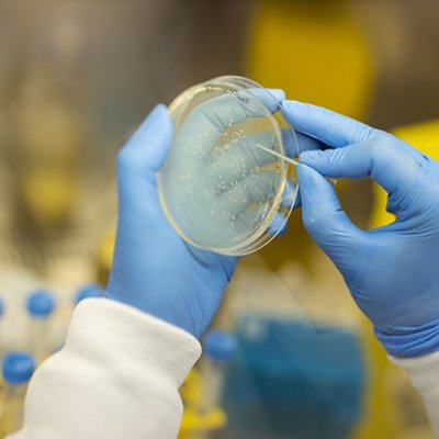 A pair of hands in surgical gloves examing a petri dish